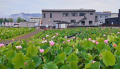 7月には蓮池に大輪の蓮の花が咲き溢れる会場で練習しています🪷